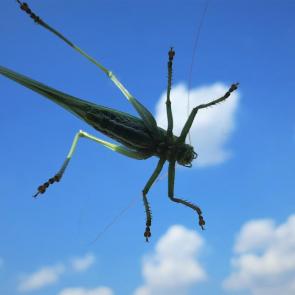 ����: �������