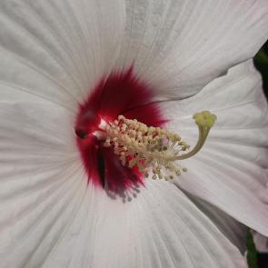 �������� �����