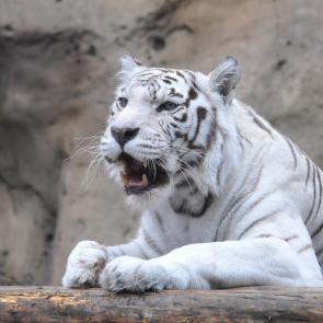 ����: ���� ��������.