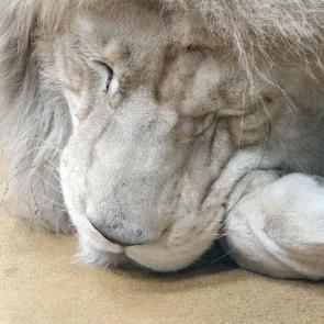 �������� ����