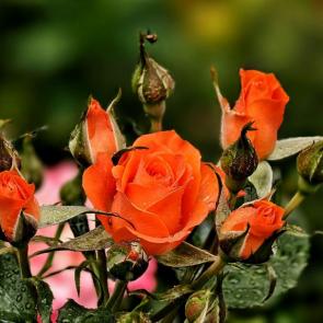 �������� �����