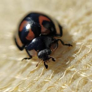 ������ ���� � �������