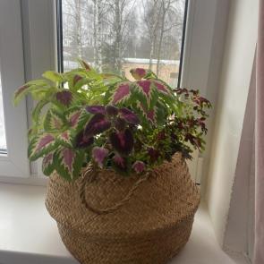 �������� �����