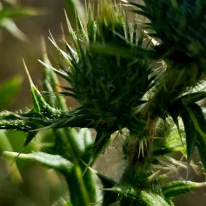 �������� �����