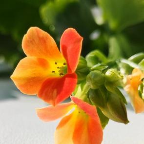 �������� �����