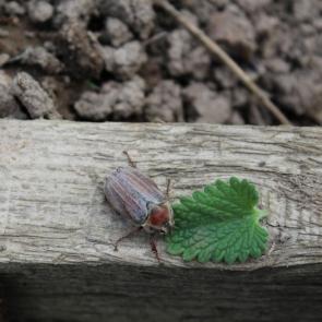 ����: �����