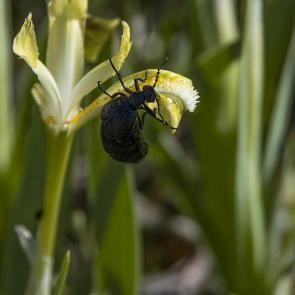 ������ ���� � �������