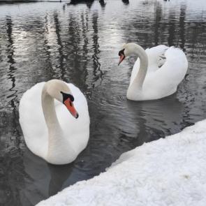 ����: ������