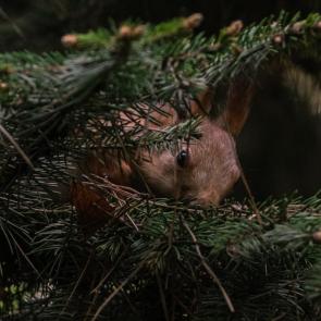 �������� ����