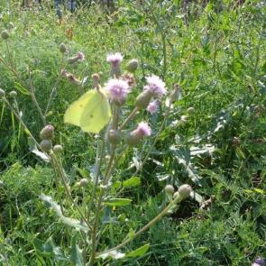 ����: ���������