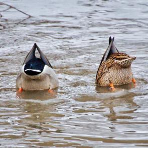 ����: ���������� �������