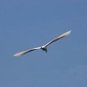 ���������� ��� ���������