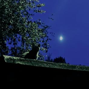 ����: ����.