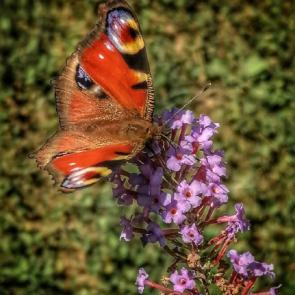 ������ ���� � �������