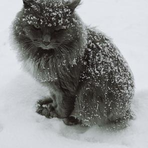 ���� ��������: 