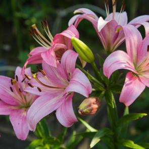 ���� ��������: 