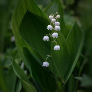 ����: �������...