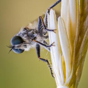 ����: �����