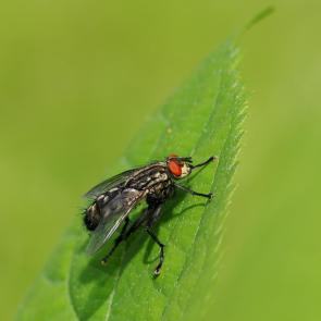 ����: ���� � �������� �������.