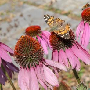 ����: �������