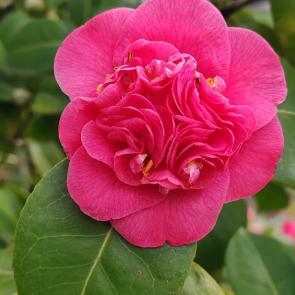 ���� ��������: ������� ��������