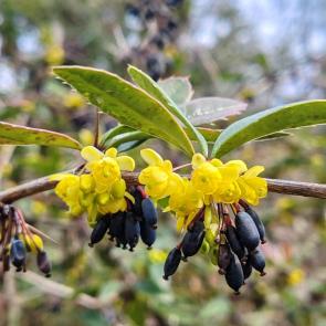 ���� ��������: ��������