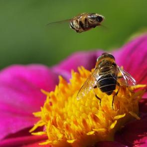 ��������� � ����� �� ����������