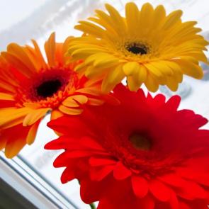 ����: ������ �����