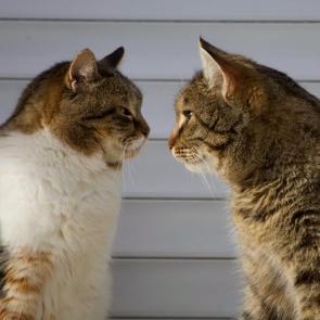 ����: ����