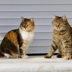 ������� �����