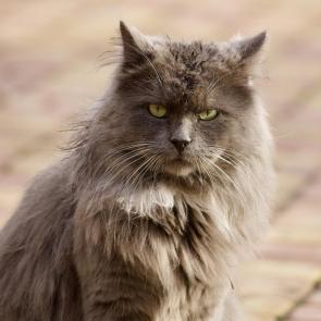 ������� �����