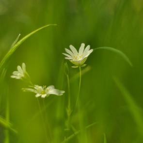 ����: ������ ��������