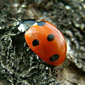 ����: �������