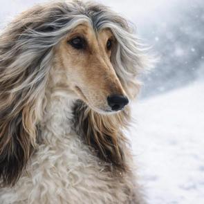 ����: ��������� ������