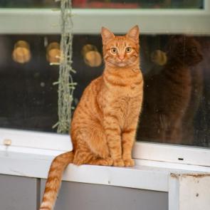 ����: ����� ������