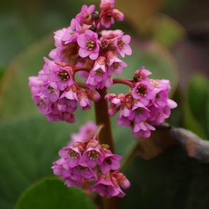 ����: ����� 