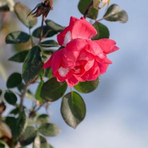 ����: ����������� ����