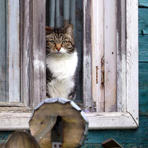 ����: ������