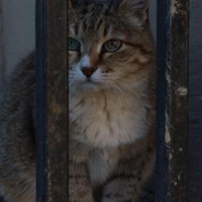 ����: ���������� ��������