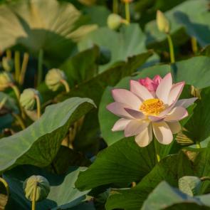 ����: �����