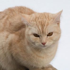 ����: �������