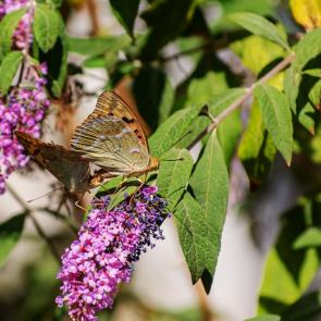 ������ ���� � �������