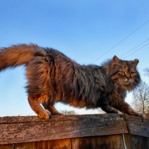 ����: � ������ � ������...