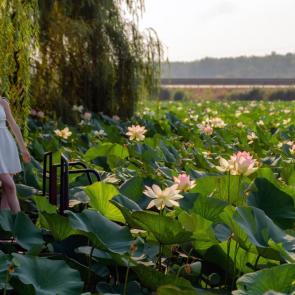 ����: ����������