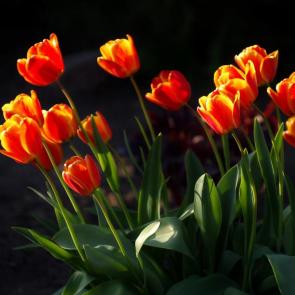 ����: ��������