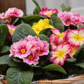 ����: �������