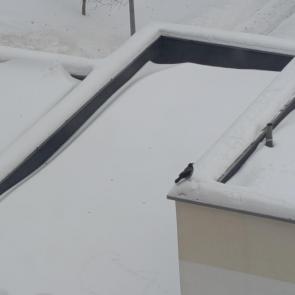 ����: ����