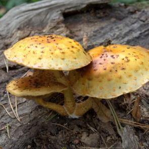 ����: ������