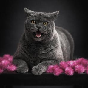 ����: ���������