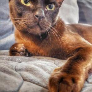 ����: ��������� ���